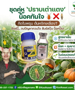 ชุดปราบเต่าแตง แมลงปีกแข็ง สูตรน็อค+ดูดซึม ยาเย็น คลินิกพืชคูลเกษตร KIC1