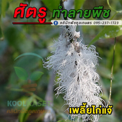 ไทอะมีทอกแซม คลินิกพืชคูลเกษตร ไก่แจ้