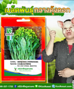 พันธุ์ผัก กวางตุ้งดอก ยอดสุวรรณ SL ซีดไลน์ ต้นใหญ่ สีเขียวสด ดอกใหญ่ ปลูกได้ตลอดปี คลินิกพืชคูลเกษตร