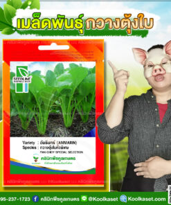 พันธุ์ผัก กวางตุ้งใบ อัมรินทร์ SL ซีดไลน์ ก้านใบใหญ่ ต้นใหญ่ ใบหนา น้ำหนักดี คลินิกพืชคูลเกษตร