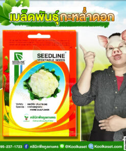 พันธุ์ผัก กะหล่ำดอก แพลทินัม SL ซีดไลน์ ดอกใหญ่ เนื้อแน่น น้ำหนักดี ทนร้อนได้ คลินิกพืชคูลเกษตร