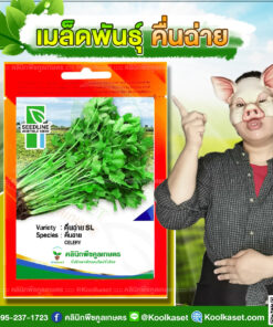พันธุ์ผัก คื่นฉ่าย SL ซีดไลน์ กอใหญ่ ใบหนา โตไว ก้านอวบ ทรงตั้ง ปลูกได้ตลอดปี คลินิกพืชคูลเกษตร