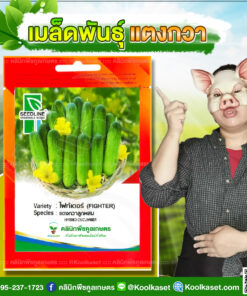 พันธุ์ผัก แตงกวา ไฟท์เตอร์ SL ซีดไลน์ แตกแขนงดี ผลสีเขียวนวล ทนทานต่อโรค ติดผลดก คลินิกพืชคูลเกษตร