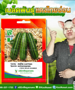 พันธุ์ผัก แตงไทยอ่อน ลายไทย SL ซีดไลน์ ต้นแข็งแรง ลูกตรง ผลสีเขียว และมีลาย ทรงสวย คลินิกพืชคูลเกษตร