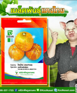 พันธุ์ผัก แตงไทย ไหมไทย SL ซีดไลน์ เนื้อหนาแน่น ผิวเปลือกสีส้ม มีกลิ่นหอม น้ำหนักดี คลินิกพืชคูลเกษตร