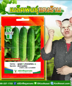 พันธุ์ผัก แตงร้าน พูลผล 8 SLซีดไลน์ ลูกตรง ผลสีเขียวเข้ม ทรงสวย ผลยาว เก็บไว้นานได้ ไม่เหลือง คลินิกพืชคูลเกษตร