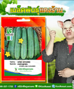 พันธุ์ผัก แตงร้าน อปาเช่ SL ซีดไลน์ ต้นแข็งแรง ผลดก เนื้อหนา โตไว น้ำหนักดี คลินิกพืชคูลเกษตร