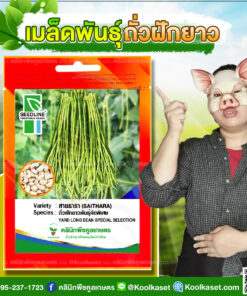 พันธุ์ผัก ถั่วฝักยาว สายธารา SL ซีดไลน์ ฝักสีเขียวอ่อน ยาว ผิวเรียบ เนื้อแน่น ปลูกได้ตลอดปี คลินิกพืชคูลเกษตร