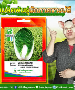 พันธุ์ผัก ผักกาดขาวปลี แม็คโคร SL ซีดไลน์ ทรงหัวยาวสูง กาบใบ ใหญ่หนา ปลูกได้ตลอดปี คลินิกพืชคูลเกษตร