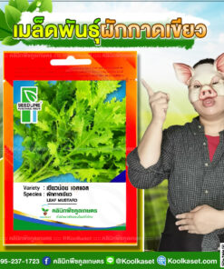 พันธุ์ผัก ผักกาดเขียว เขียวน้อย เอสแอล SL ซีดไลน์ โตไว ลำต้นแข็งแรง ปลูกได้ทั้งปี คลินิกพืชคูลเกษตร