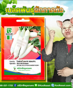 พันธุ์ผัก ผักกาดหัว ไวท์บิวตี้ SL ซีดไลน์ หัวใหญ่ ยาว สีขาวนวล ผิวเรียบสวย เนื้อแน่น คลินิกพืชคูลเกษตร