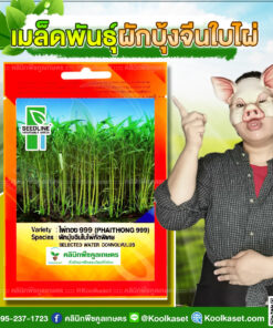 พันธุ์ผัก ผักบุ้งจีนใบไผ่ ไผ่ทอง 999 ซีดไลน์ ใบเรียวแหลม เติบโตดี ปลูกได้ทั้งปี คลินิกพืชคูลเกษตร