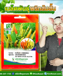 พันธุ์ผัก พริกส้มสั้น ตะวันนา SL ซีดไลน์ ติดผลดก ผลผลิตสูง ผลสุก สีส้มอมแดง คลินิกพืชคูลเกษตร