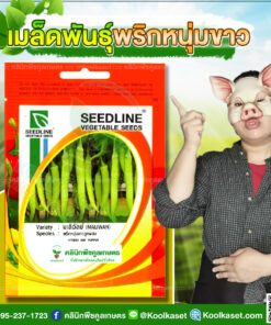 พันธุ์ผัก พริกหนุ่มขาว มะลิวัลย์ SL ซีดไลน์ ต้นแข็งแรง ผลสีเขียวอ่อน ทรงผลตรง เนื้อแน่น คลินิกพืชคูลเกษตร