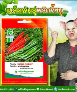 พันธุ์ผัก พริกขี้หนู เรดฮอท SL ซีดไลน์ ผลสีเขียวเข้ม ติดผลดก ผลหนา น้ำหนักดี คลินิกพืชคูลเกษตร