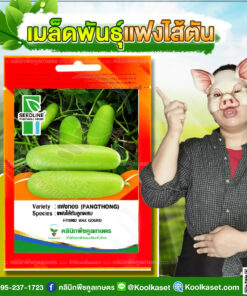 พันธุ์ผัก แฟงไส้ตัน แฟงทอง ซีดไลน์ ต้นแข็งแรง แตกแขนงดี เนื้อแน่น ปลูกได้ทั้งปี คลินิกพืชคูลเกษตร