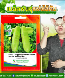 พันธุ์ผัก แฟงไส้ตัน มงกุฎเพชร ซีดไลน์ แข็งแรง ผลดก สีเขียวอ่อนสวย เนื้อหนาแน่น ไส้ตัน คลินิกพืชคูลเกษตร