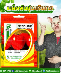 พันธุ์ผัก มะเขือเทศ ตะวันแดง SL ซีดไลน์ ทรงผลสวย เนื้อแน่น ปลูกง่าย ต้นแข็งแรง โตไว คลินิกพืชคูลเกษตร