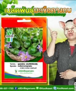 พันธุ์ผัก มะเขือคางกบ ซูเปอร์กบ SL ซีดไลน์ ต้นแข็งแรง โตไว ผลกลม รสชาติดี กรอบ อร่อย คลินิกพืชคูลเกษตร