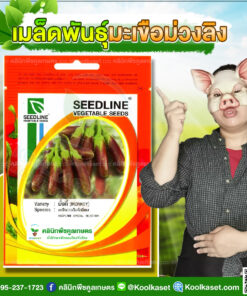 พันธุ์ผัก มะเขือม่วงลิง มั๊งกี้ SL ซีดไลน์ ผลสีม่วง แกมสีเขียวโตไว ผลผลิตสูง คลินิกพืชคูลเกษตร