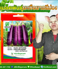พันธุ์ผัก มะเขือยาวสีม่วง อินทนิล SL ซีดไลน์ ผลสีม่วง ทรงผลยาวสวย ขนาดผล สม่ำเสมอ คลินิกพืชคูลเกษตร