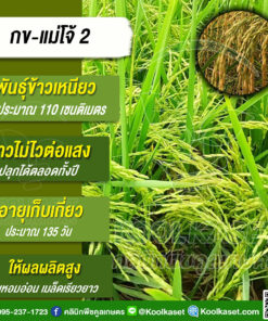 พันธุ์​ข้าว​ ข้าวเหนียว กข-แม่โจ้ 2 นาปี นาปรัง ไม่ไวแสง หอม รวงยาว ต้นเตี้ย 25 กก. คลินิกพืชคูลเกษตร