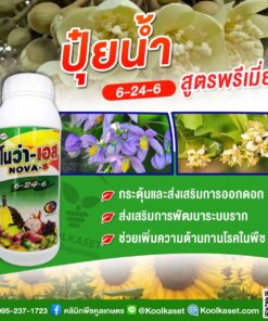 ยกลัง สุดคุ้ม โนว่าเอส ปุ๋ยน้ำ บำรุงดอก 6-24-6 บำรุงดอก พัฒนาระบบราก เพิ่มความต้านทานโรค ดาวเรือง คลินิกพืชคูลเกษตร