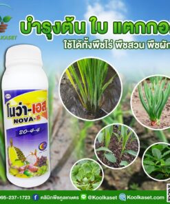 ยกลัง สุดคุ้ม โนว่าเอส ปุ๋ยน้ำ 20-4-4 1 ลิตร บำรุงต้น บำรุงใบ เร่งการแตกยอด เร่งราก แตกใบ แตกรากสมบูรณ์ คลินิกพืชคูลเกษตร