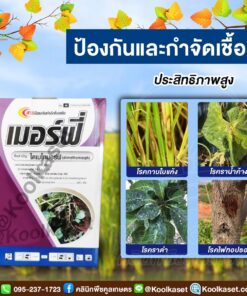 ยกลัง สุดคุ้ม เมอร์ฟี ไดเมโทมอร์ฟ  ป้องกัน กำจัด ราน้ำค้าง ใบลาย ใบไหม้ โรคไฟทอปเทอร่า แตง มะระ คลินิกพืชคูลเกษตร