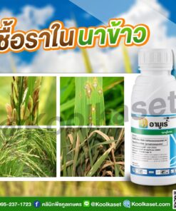 ยกลัง สุดคุ้ม อามูเร่ ไดฟีโนโคนาโซล+โพรพิโคนาโซล  ป้องกัน เชื้อรา นาข้าว กาบใบแห้ง เมล็ดด่าง คลินิกพืชคูลเกษตร