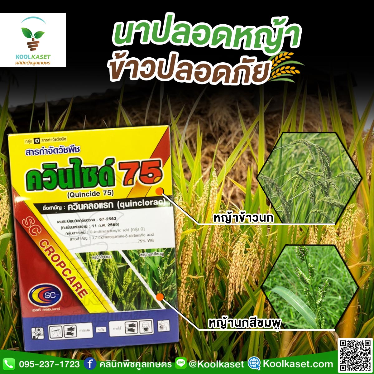 ควินไซต์ copy