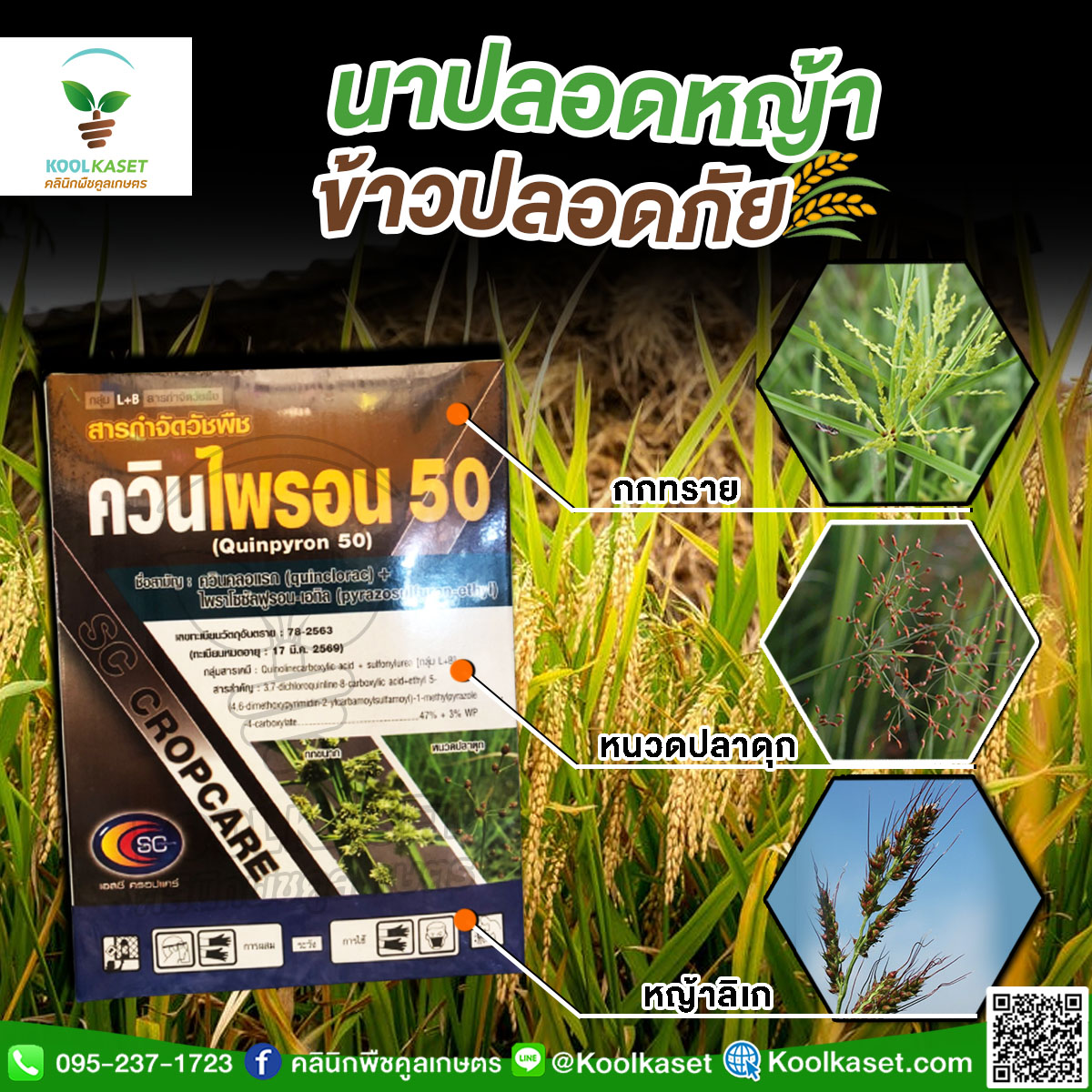 ควินไพรอน copy