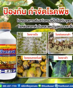 ยกลัง สุดคุ้ม สารกำจัดเชื้อรา ฟาซีนเอฟ คาร์เบนดาซิม  ป้องกัน โรคใบจุด แอนแทรคโนส ใบไหม้ กาบใบแห้ง คลินิกพืชคูลเกษตร
