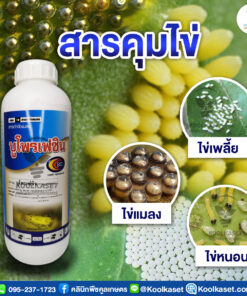 ยกลัง สุดคุ้ม บูโพรเฟซิน 1 ลิตร ป้องกัน แมลงปากดูด เพลี้ยจั๊กจั่น เพลี้ยอ่อน ลดการวางไข่ คุมไข่ คุมนาน คลินิกพืชคูลเกษตร