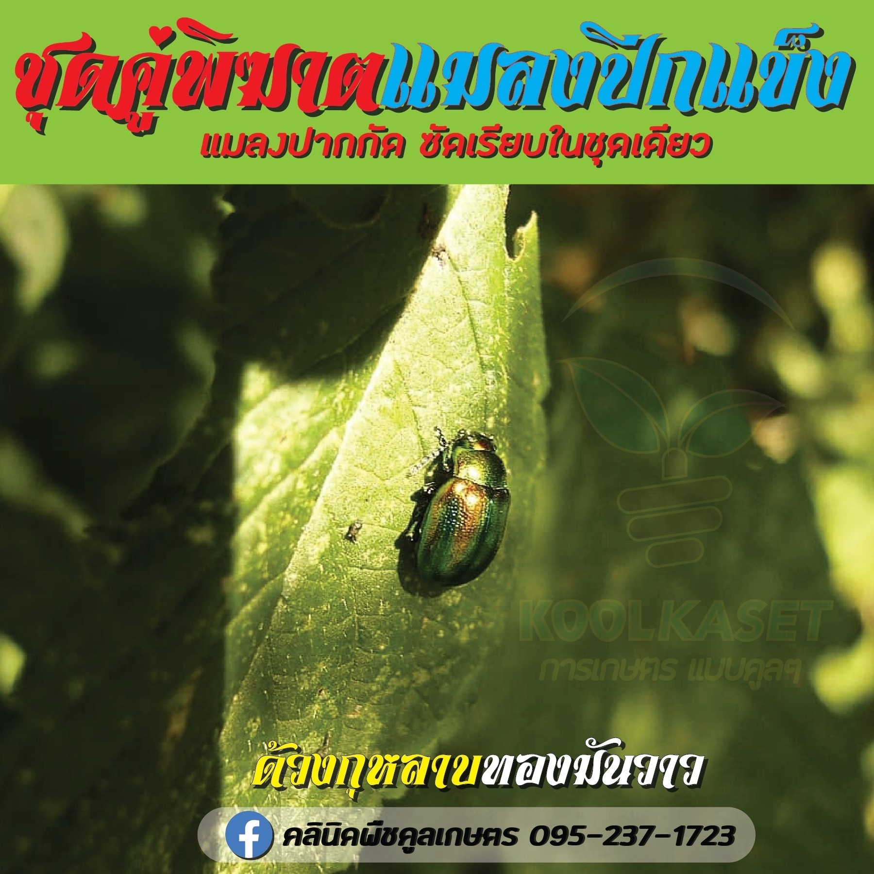 ชุดฆาตแมลงปีกแข็ง_๒๑๐๗๓๑_1