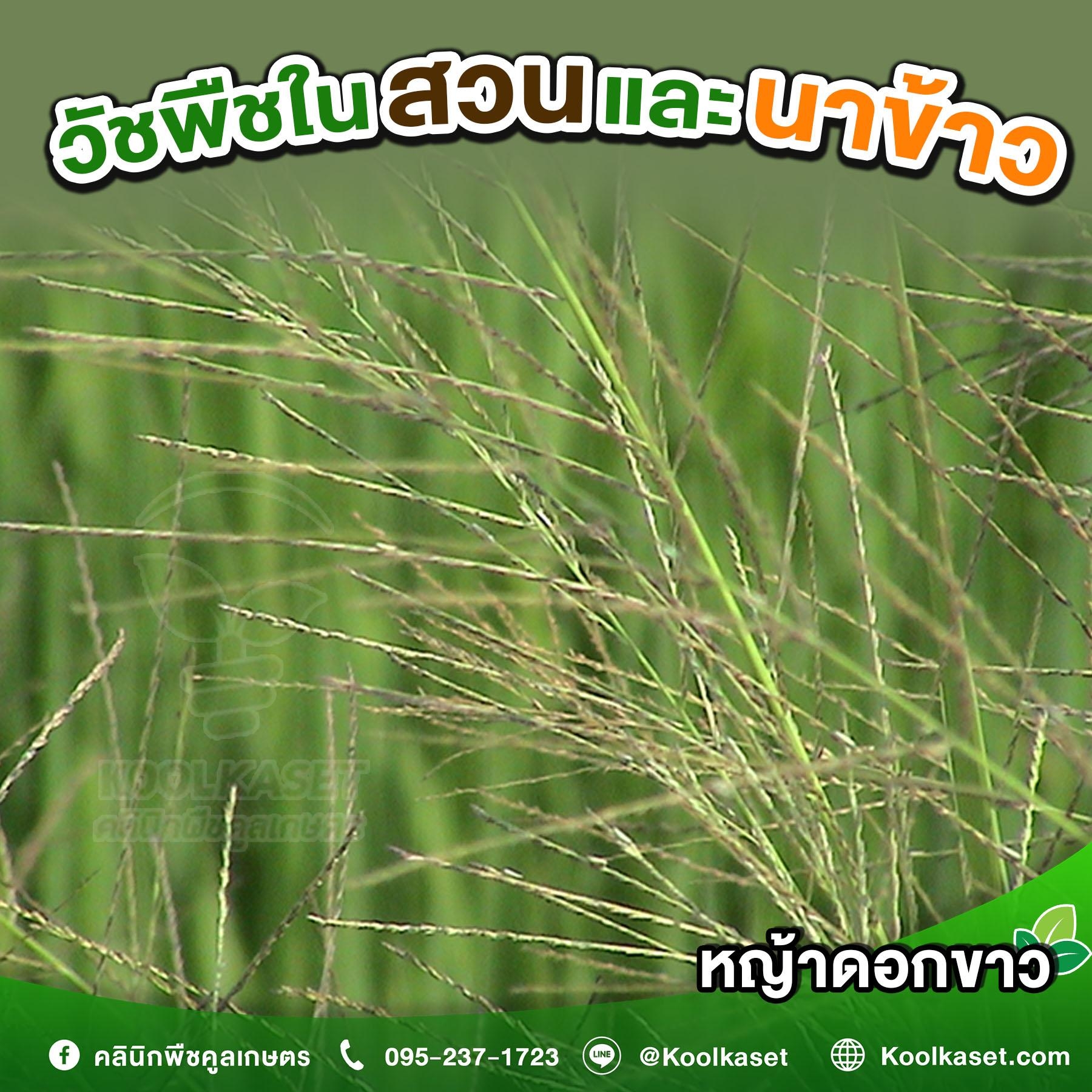 ดอกขาว