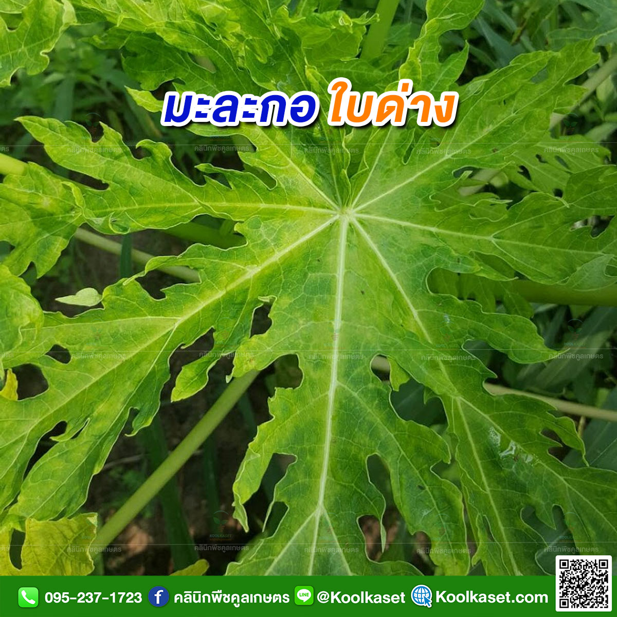 มะละกอใบด่าง