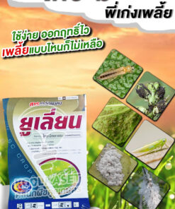 ยกลัง สุดคุ้ม กำจัดเพลี้ย ยูเลี่ยน ไทอะมีทอกแซม เพลี้ยไฟ เพลี้ยอ่อน เพลี้ยแป้ง เพลี้ยจั้กจั่น คลินิกพืชคูลเกษตร