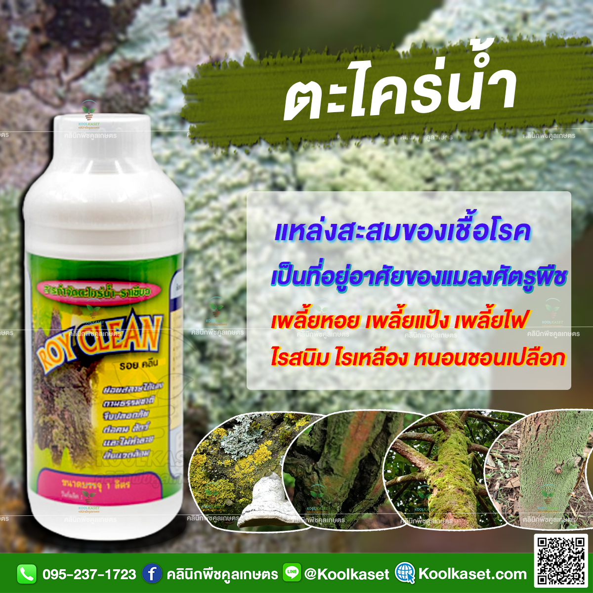 รอยคลีน