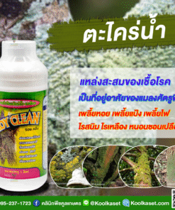ยกลัง สุดคุ้ม ตะใคร่น้ำ ราเมือก ในสระว่ายน้ำ เชื้อรา แบคทีเรีย กำจัดเชื้อราและแบคทีเรียในไม้ผลทุกชนิด คลินิกพืชคูลเกษตร