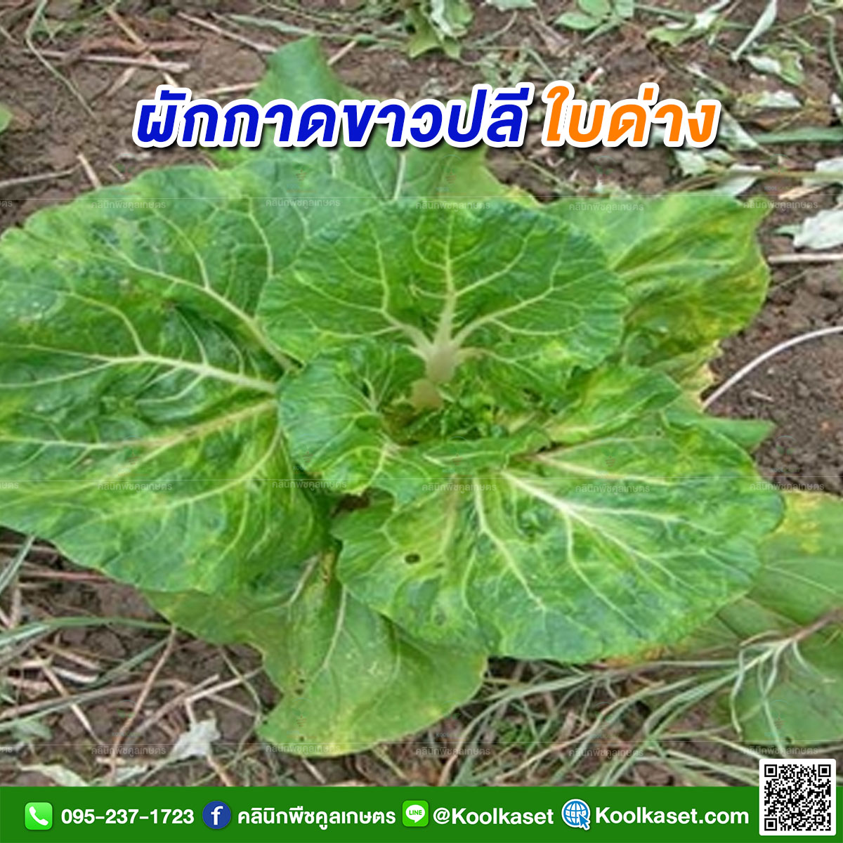 รูปบอดแคช copy