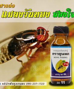 ยกลัง สุดคุ้ม สารล่อแมลงวันทอง ขุนพล  ดักจับแมลงวันทอง ปลอดภัย ไร้สารเคมี ใช้น้อย เห็นผลไว คลินิกพืชคูลเกษตร