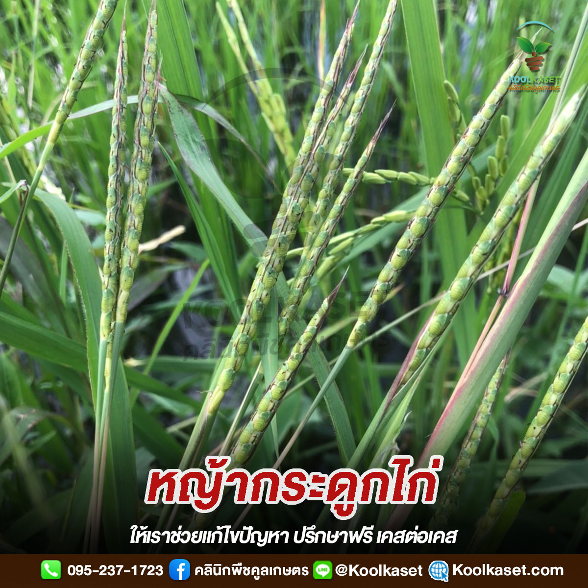 หญ้า copy