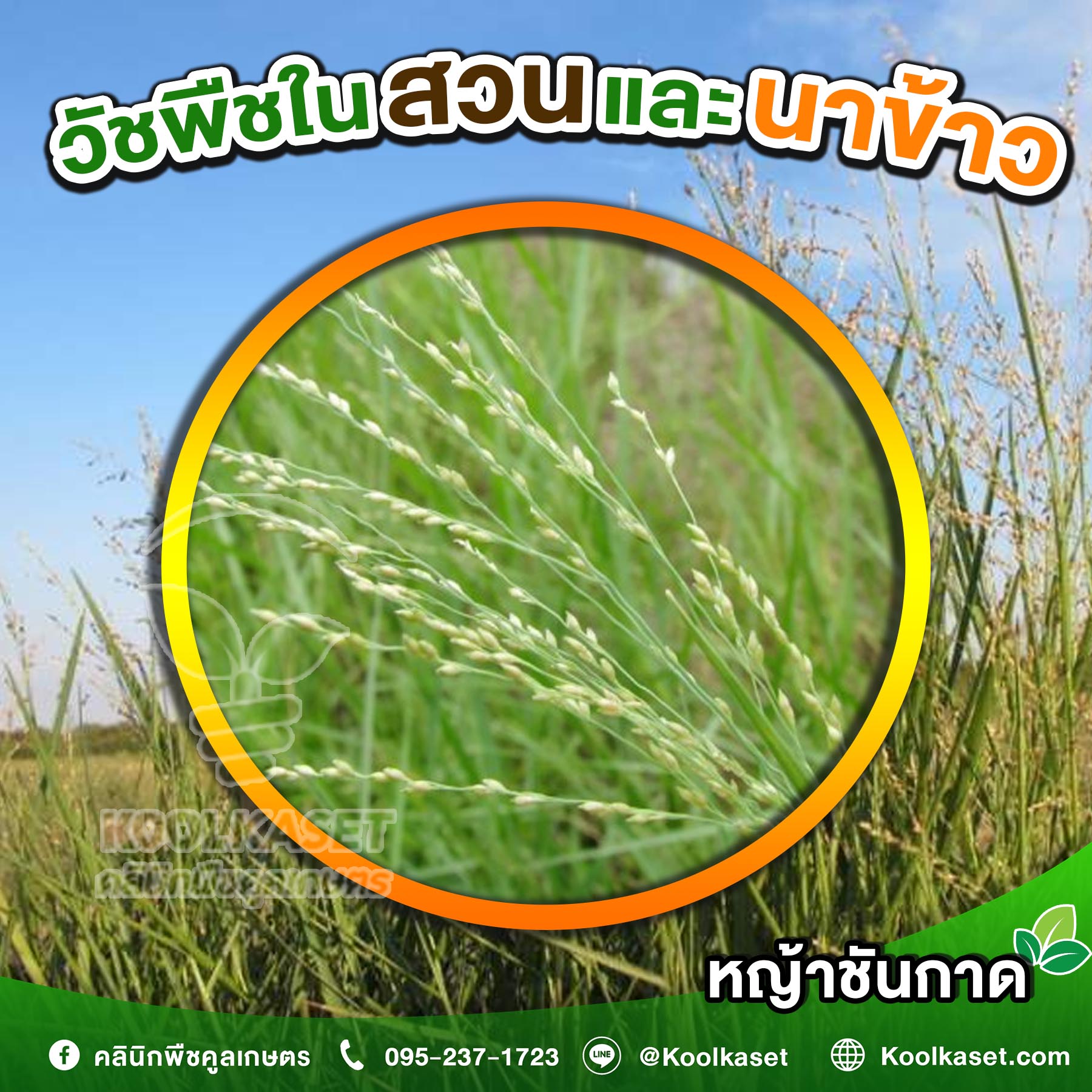 หญ้าชันกาด
