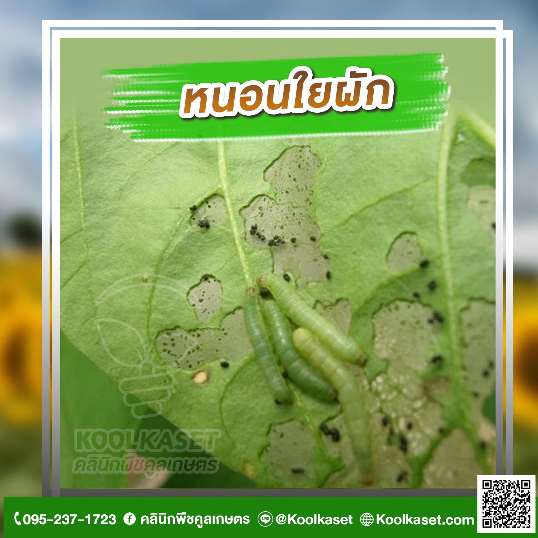 หนอนใยผัก