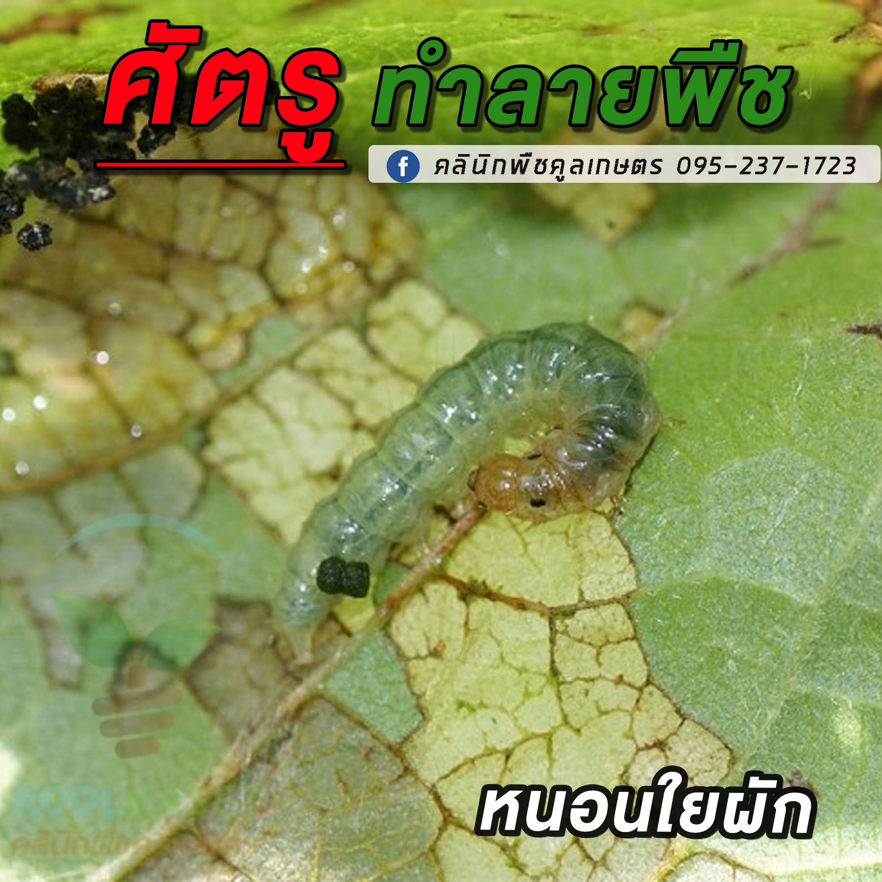 หนอนใยผัก2