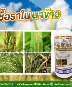 ยกลัง สุดคุ้ม สารกำจัดโรคพืช อะซิโซล ไดฟีโนโคนาโซล+อะซอกซีสโตรบิน 500 ซีซี ป้องกัน โรคกาบใบแห้ง ในนาข้าว คลินิกพืชคูลเกษตร