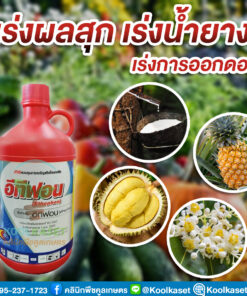 ยกลัง สุดคุ้ม อีทีฟอน สารเร่งสุก กระตุ้นการออกดอก ออกช่อ ผลไม้ ทุเรียน สับปะรด มะเขือเทศ กาแฟ คลินิกพืชคูลเกษตร