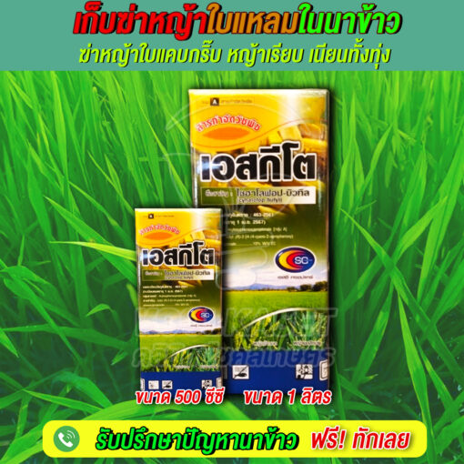 เดียว-เอสกีโต-510x510