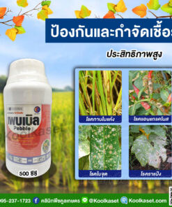 ยกลัง สุดคุ้ม สารป้องกัน กำจัดเชื้อรา เพบเบิ้ล ไดฟีโนโคนาโซล + โพรพิโคนาโซล ราน้ำค้าง กุ้งแห้งพริก คลินิกพืชคูลเกษตร